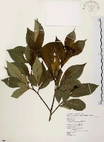 藏品(臺灣石楠)的圖片