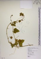 藏品(毛西番蓮)的圖片