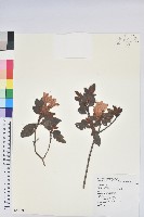 藏品(金毛杜鵑)的圖片