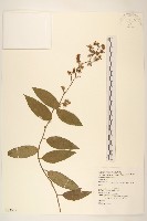 藏品(過山龍)的圖片