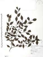 藏品(燈稱花、烏雞骨)的圖片
