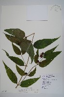 藏品(台灣土黨參)的圖片