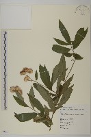 藏品(大頭艾納香)的圖片