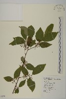 藏品(佩羅特木)的圖片