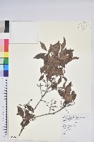 藏品(米飯花)的圖片