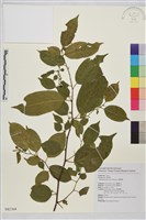 藏品(桶鉤藤)的圖片