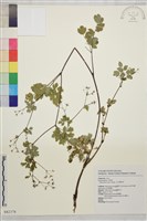 藏品(玉山唐松草)的圖片