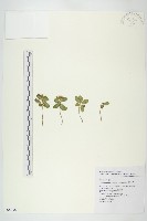 藏品(穗花八寶)的圖片