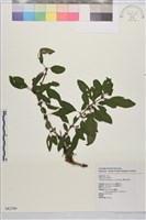 藏品(畢祿山鼠李)的圖片