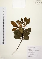 藏品(厚葉石斑木)的圖片