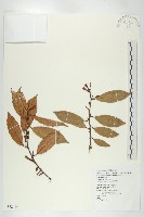 藏品(藤胡頹子)的圖片