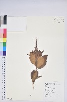 藏品(臺灣馬醉木)的圖片