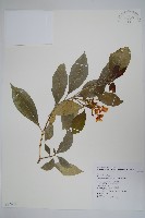 藏品(南洋馬蹄花)的圖片