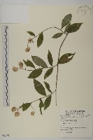 藏品(大頭艾納香)的圖片