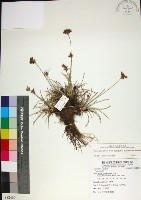 藏品(乾溝飄拂草)的圖片