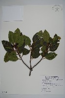 藏品(華南冬青)的圖片