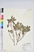 藏品(紅脈珍珠花)的圖片