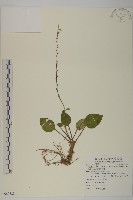 藏品(臺灣鬼督郵)的圖片