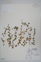 藏品(普剌特草)的圖片