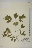 藏品(中國衛矛)的圖片