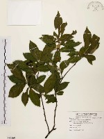 藏品(臺灣石楠)的圖片