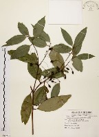 藏品(土肉桂)的圖片