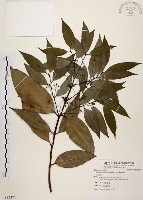 藏品(土肉桂)的圖片