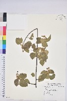 藏品(扛香藤)的圖片