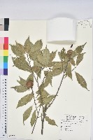 藏品(油葉石櫟)的圖片