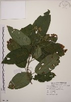 藏品(大青)的圖片