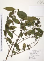 藏品(台灣山桂花)的圖片
