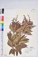 藏品(臺灣馬醉木)的圖片