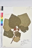 藏品(野桐)的圖片