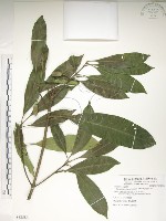 藏品(大葉木犀)的圖片