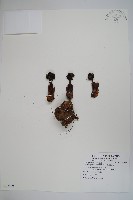 藏品(筆頭蛇菰)的圖片