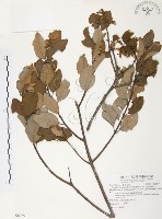 藏品(杜鵑桑寄生)的圖片