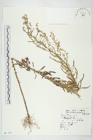 藏品(加拿大蓬)的圖片