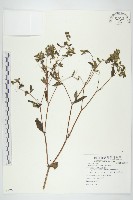 藏品(豨簽)的圖片