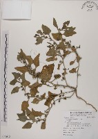 藏品(番杏)的圖片