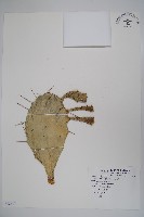 藏品(仙人掌)的圖片