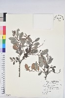 藏品(細葉饅頭果)的圖片