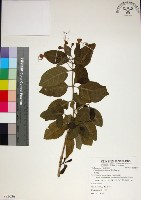 藏品(苦林盤)的圖片