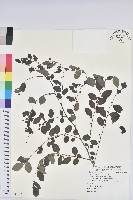 藏品(紅仔珠)的圖片