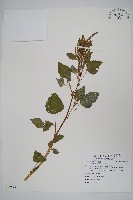 藏品(野莧菜)的圖片