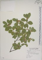 藏品(菱葉捕魚木)的圖片