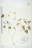 藏品(白花牽牛)的圖片