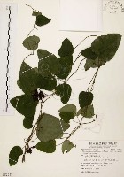 藏品(千金藤、金線吊烏龜)的圖片