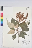 藏品(白匏子)的圖片