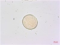 藏品(鵝掌柴、江某、鴨腳樹)的圖片