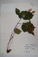 藏品(溪頭秋海棠)的圖片